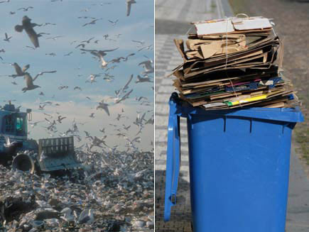 First half: Landfill with hundreds of birds swirling around sky. Second half: Blue recycling bin filled with cardboard.