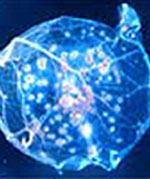 Edward Jenner vaccinates James Phipps (actually aged 8!) with cowpox, which makes him resistant to subsequent inoculation with smallpox.