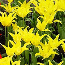 Tulipa 'West Point'