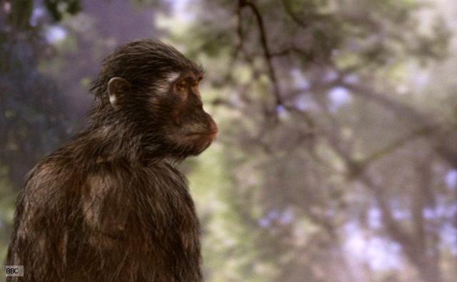 Australopithecus