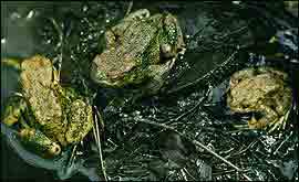 Common Toads (Photo: Wiltshire Wildlife Trust)