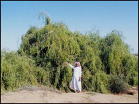مسواک