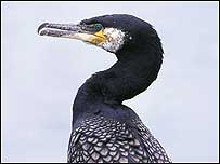 Cormorant c/o RSPB