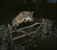 Волк в прыжке