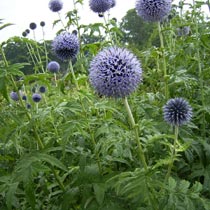 Echinops bannaticus 'Taplow Blue'