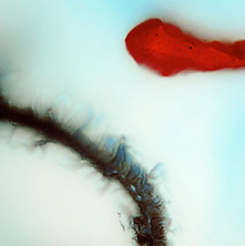 Review of Stubborn Heart Review of Stubborn Heart