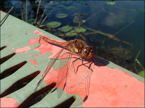 Red Dragon: Crookwood Lake - Urchfont - D.J. Fryer