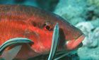 Cleaner wrasse cleaning a rosy goarfish, Red Sea © Georgette Douwma / naturepl.com