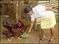 LMLG Chicken Rearing Project