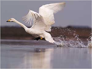 Whooper Swan in flight at Martin Mere. 