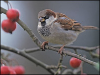 House Sparrow by Ernie Janes