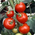 Tomatoes