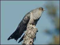 Cuckoo