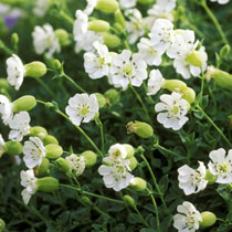 Silene maritima