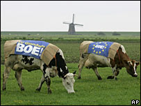 Dutch Vote-No cows