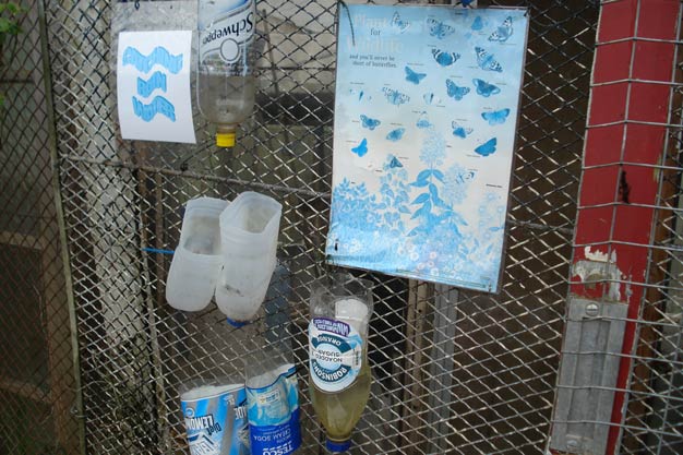 Catching rain water in plastic bottles.