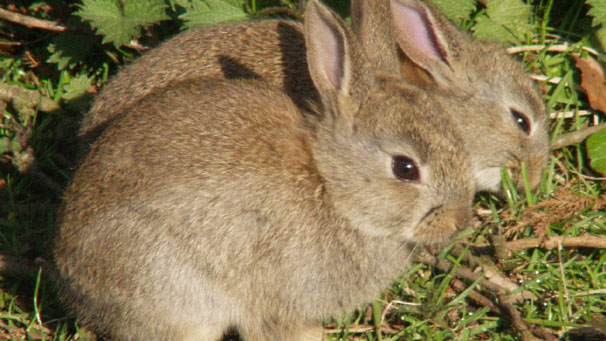 Andy Lawrence from Glasgow caught this pair of wild baby rabbits in Queens Park, Glasgow, earlier this year.