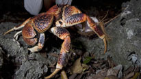 A coconut crab