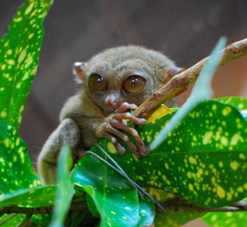 A friend of wearing a fake sunglass