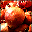 انار