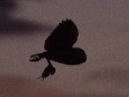 Barn Owl (BTO / courtesy of Jill Pa)