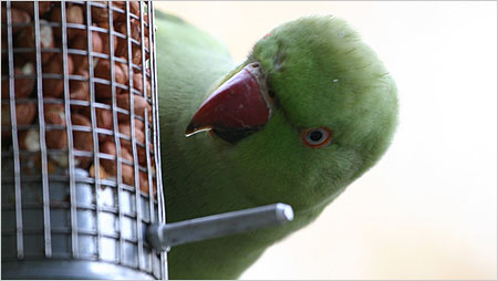 Parakeet