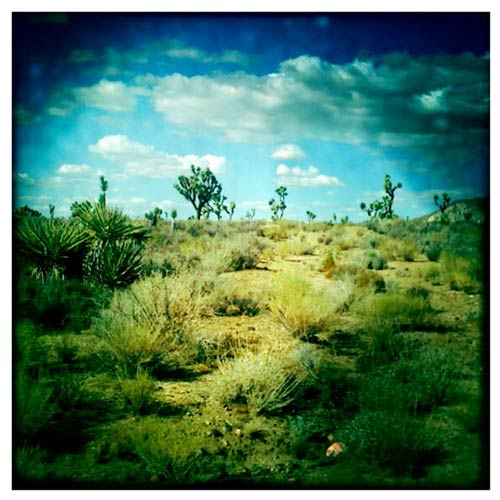 Joshua Tree in the Mojave Desert