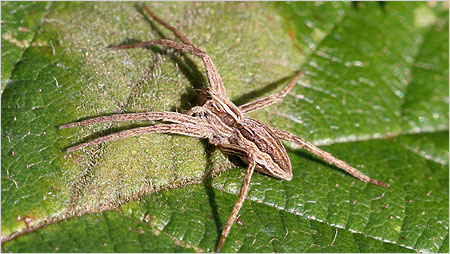 Wolf spider c/o Margaret Holland